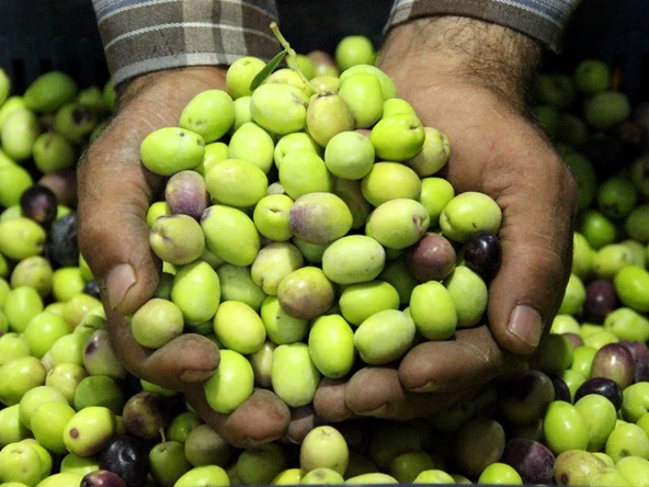 İzorya Taze Kırmalık Yeşil Zeytin (Mut Tipi) 5Kg.