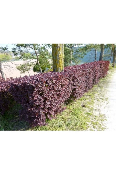 Berberis X Ottawensis Superba, Bordo Hanım Tuzluğu Fidanı 40-60 cm - Resim 2