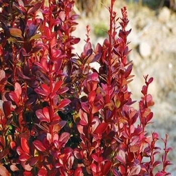 Berberis X Ottawensis Superba, Bordo Hanım Tuzluğu Fidanı 40-60 cm