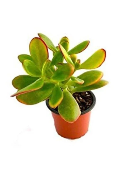Para Çiçeği Fidanı 10-20 cm Saksıda Crassula Ovata - Resim 3