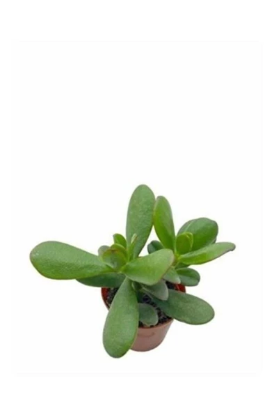 Para Çiçeği Fidanı 10-20 cm Saksıda Crassula Ovata - Resim 2