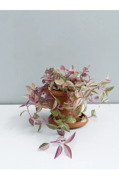 Tradescantia Telgraf Çiçeği Fidanı Pembe 10-20 cm - Resim 2