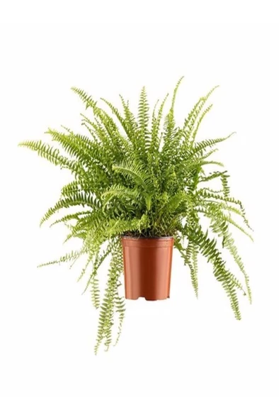 Aşk Merdiveni Fidanı 10-20 cm - Resim 2