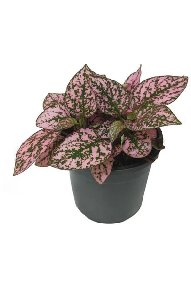 Pembe Yeşil Fittonia Hostes Çiçeği Fidanı Çilli 10-20 cm