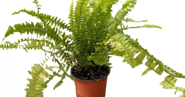 Aşk Merdiveni Fidanı 10-20 cm ürün görseli