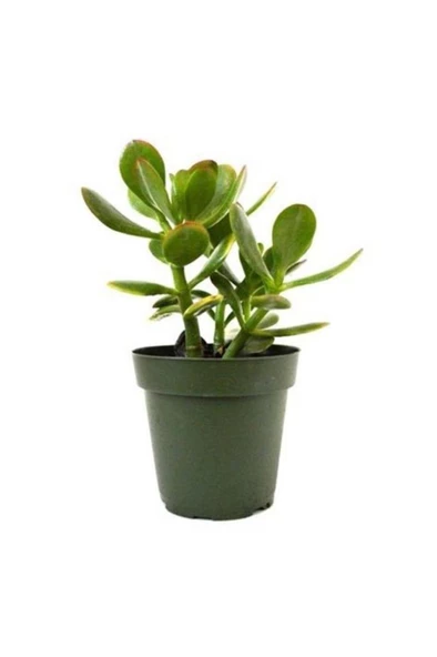 Para Çiçeği Fidanı 10-20 cm Saksıda Crassula Ovata