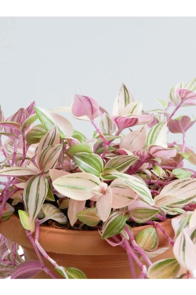 Tradescantia Telgraf Çiçeği Fidanı Pembe 10-20 cm - Resim 3