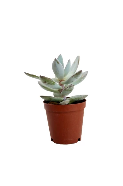 Crassula Ovata, Para Çiçeği, Şans Ağacı 5.5 Cm Fidanı