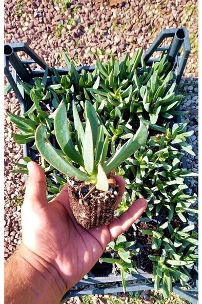 Kaz Ayağı Çiçeği Carpobrotus Acinaciformis Yer Örtücü Bitki