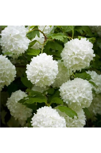 Saksılı Kartopu Çiçeği 40-60 cm - Resim 3