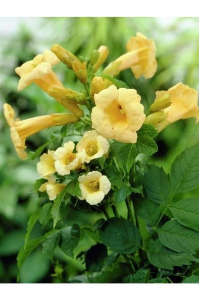 Sarı Acem Borusu Çiçeği 50-60 cm