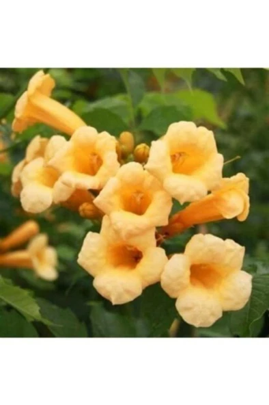 Sarı Acem Borusu Çiçeği 50-60 cm - 2