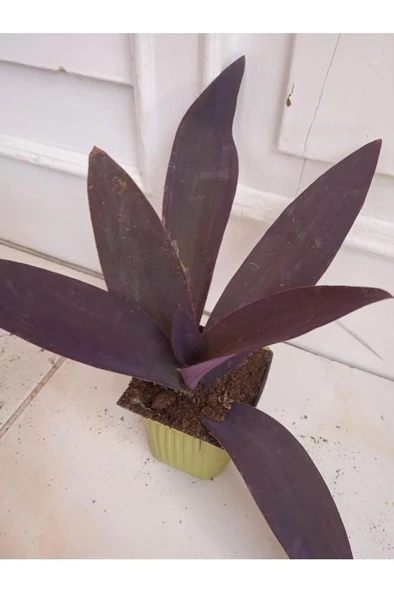 Mor Telgraf Kara Sevda Çiçeği Tradescantia 10-20 cm - 3
