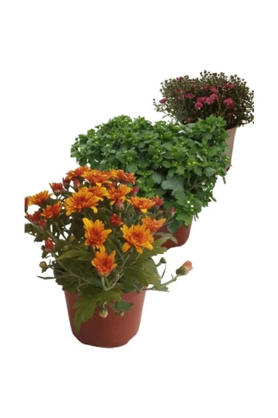 Mix Set Kasımpatı Fidanı Seti 3'lü 10-20 cm Chrysanthemum Flower ürün görseli