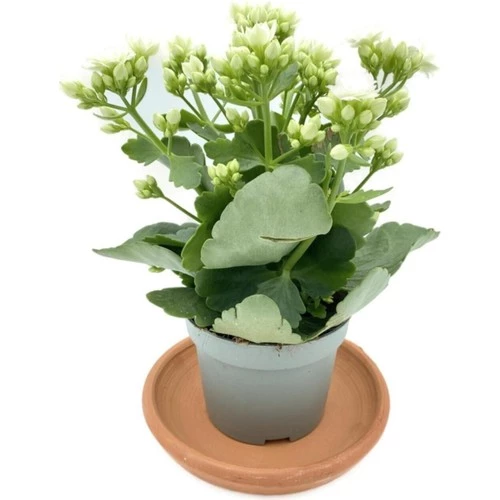 Kalanchoe (Kalanşo) Beyaz 10-20 cm - Resim 2