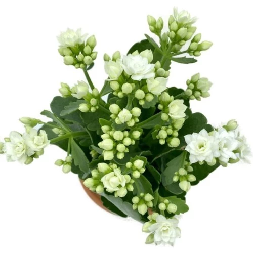 Kalanchoe (Kalanşo) Beyaz 10-20 cm
