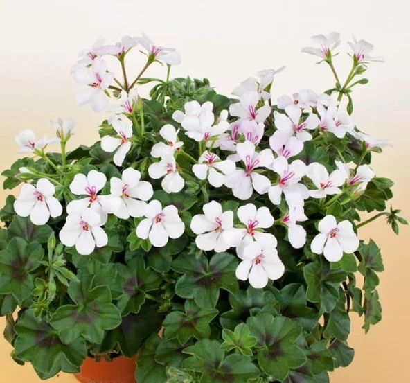 Alacalı Pembe Sakız Sardunya 10-20 cm ürün görseli