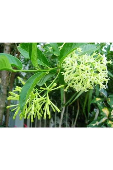 Melisa Çiçeği Fidanı 10-20 Cm - Resim 2