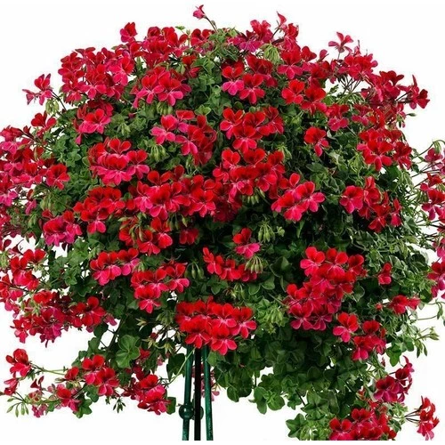 Sardunya Çiçeği Fidanı 10-20 Cm Kırmızı Sakız ürün görseli