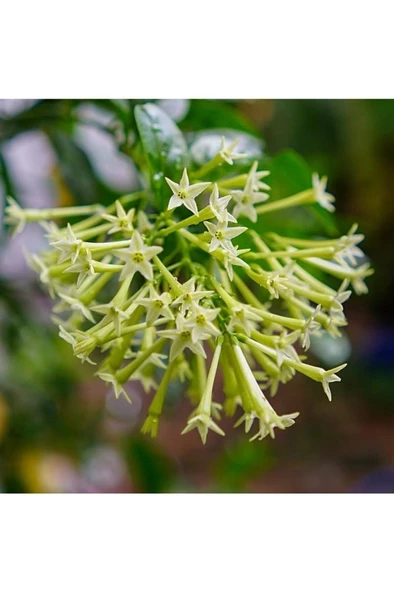 Cestrum Nocturm Kolonya Çiçeği Gece Yasemini Melisa Çiçeği Fidanı Saksıda - 2