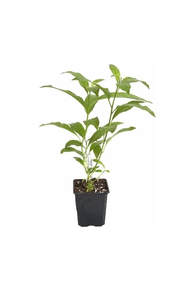 Cestrum Nocturm Kolonya Çiçeği Gece Yasemini Melisa Çiçeği Fidanı Saksıda