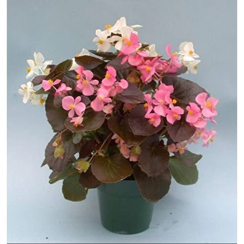 Şeker Begonya 3’lü Set Karışık Renklerde 10-20 cm - Resim 4