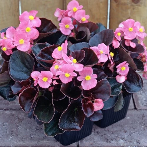 Şeker Begonya 3’lü Set Karışık Renklerde 10-20 cm - Resim 2