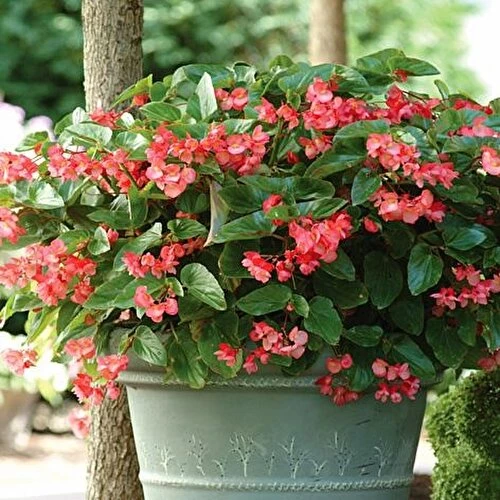 Şeker Begonya 3’lü Set Karışık Renklerde 10-20 cm - Resim 3