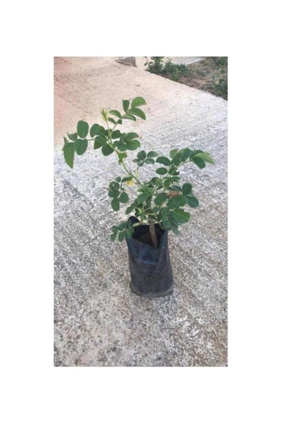 Gül Lavanta Biberiye Karışık 3 Lü Bitki Fidan Çiçek Seti 10-20 cm - Resim 3