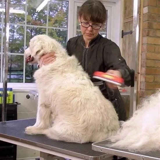 23 Kg Üzeri Uzun Tüylü Köpekler İçin Tüy Toplayıcı Ergonomik Tarak