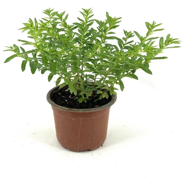 Kufeya Fidanı Beyaz Çiçekli 20-25 cm