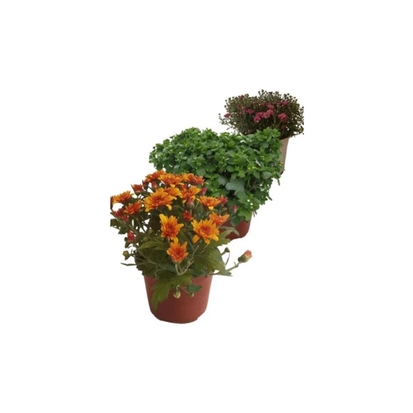 3'lü 10-20 cm Mix Set Kasımpatı Seti - Resim 2