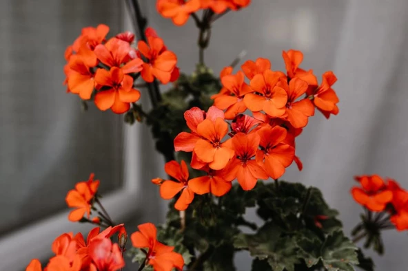 Koyu Turuncu Sardunya Çiçeği Fidesi 10-20 cm - 2