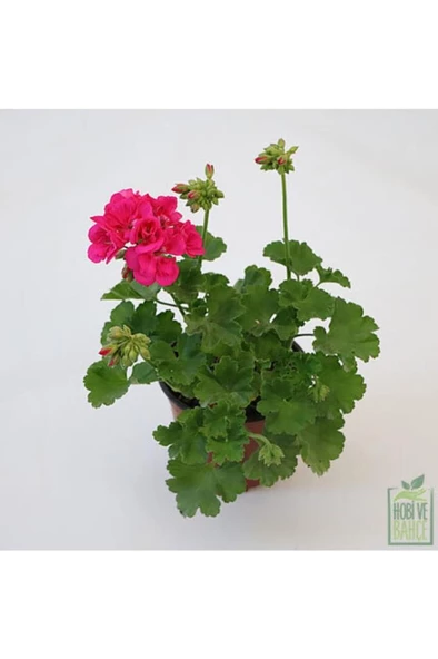Pastel Kırmızı Sardunya Çiçeği Fidesi 10-20 cm