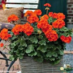 Turuncu Sardunya Çiçeği Fidesi 10-20 cm - Resim 2