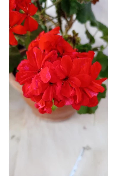 Kadife Kırmızı Sardünya Çiçeği Fidesi 10-20 cm - 2