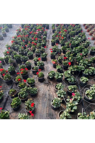 Kiraz Çiçeği Pembe Sardunya Çiçeği Fidesi 10-20 cm - Resim 2