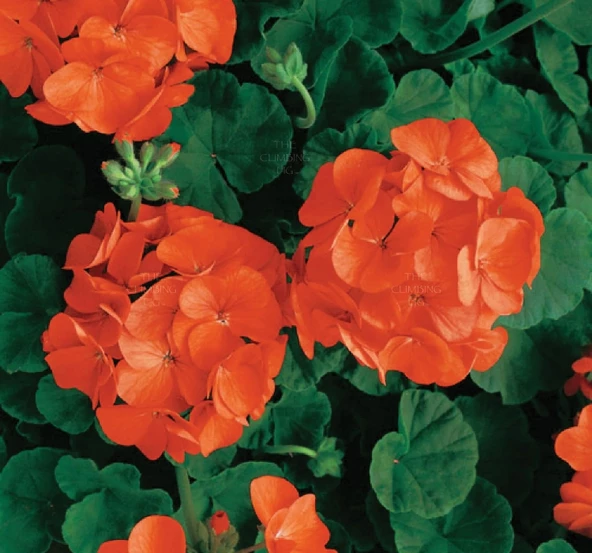 Turuncu Sardunya Çiçeği Fidesi 10-20 cm - Resim 4