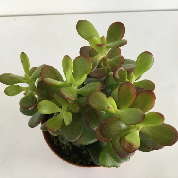 Küçük Boy Crassula Ovata Para Çiçeği Fidanı 10-20 cm