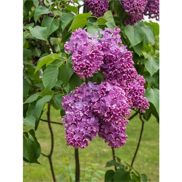 Leylak Çiçeği Fidanı 1 Adet Saksılı / Tüplü 40-60 cm - Resim 3