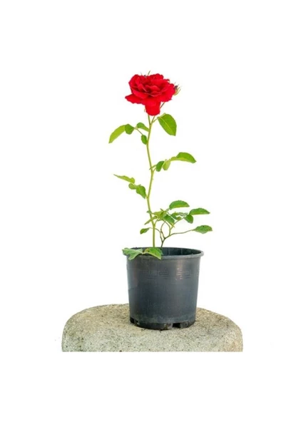 Yerli Üretim Fidan Kırmızı Gül Fidanı 10-20 cm ürün görseli