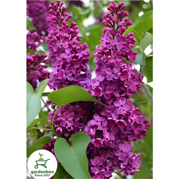 Leylak Çiçeği Fidanı 1 Adet Saksılı / Tüplü 40-60 cm - Resim 2