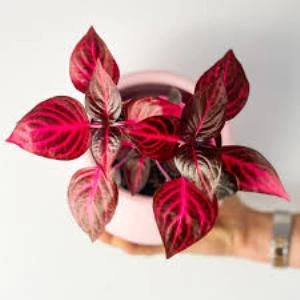 Pembe Curvy Çingene Şalvarı Fidanı Irisine Herbisti Kırmızı Renkli - Resim 3