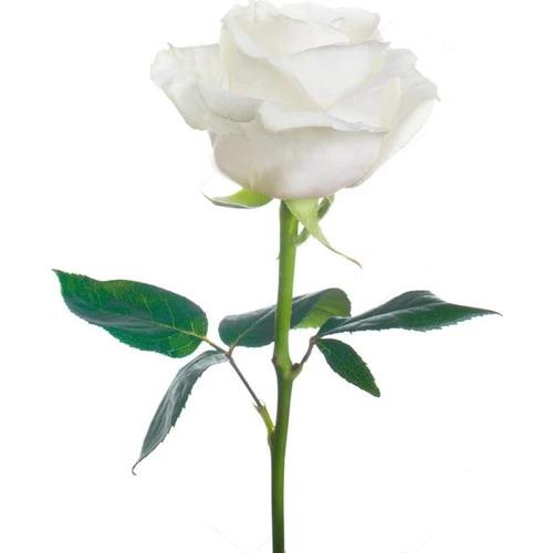 Gül Fidesi Fidanı ''Beyaz'' 10-20 cm ürün görseli