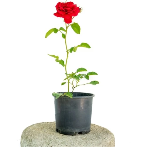Alev Kırmızı Gül Fidesi Fidanı 10-20 cm ürün görseli