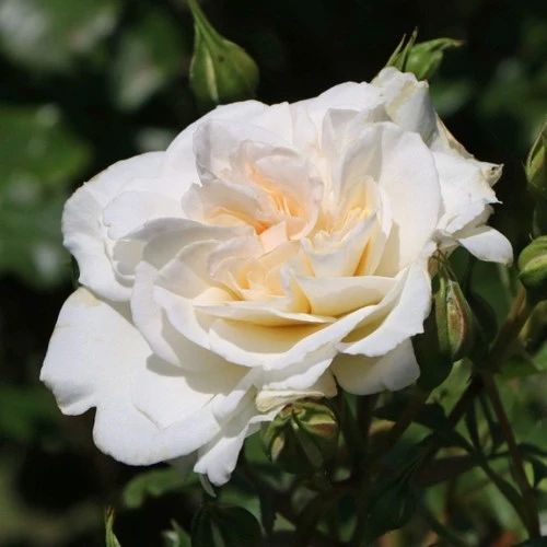 Saksıda Yediveren Aşılı Beyaz Gül Fidanı 10-20 cm - Resim 3