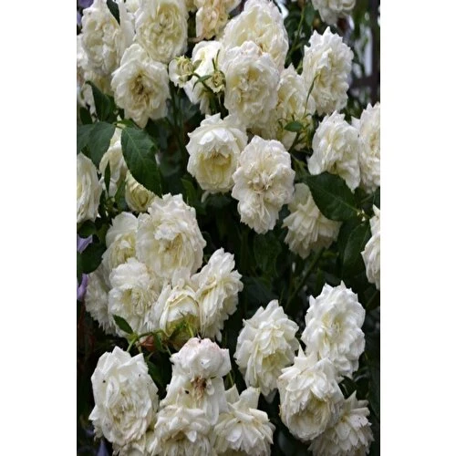 Krem Beyazı Gül Fidanı Yediveren Sarmaşık - Resim 2