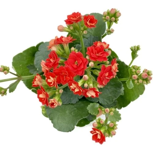 Kalanchoe (Kalanşo) Fidanı Kırmızı 10-20 cm ürün görseli
