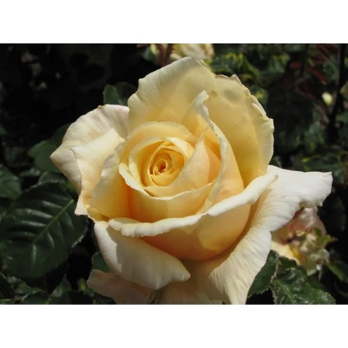 Krem Beyazı Gül Fidanı Yediveren Sarmaşık - Resim 3