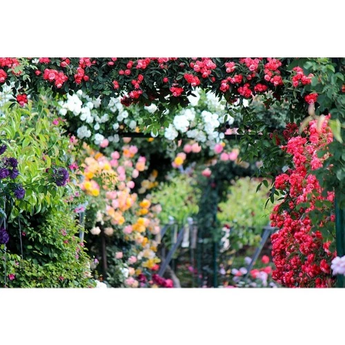 Tüplü Yediveren Aşılı Beyaz Gül Fidanı 15-25 cm - Resim 4